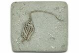 Fossil Crinoid (Macrocrinus) - Crawfordsville, Indiana #325636-1
